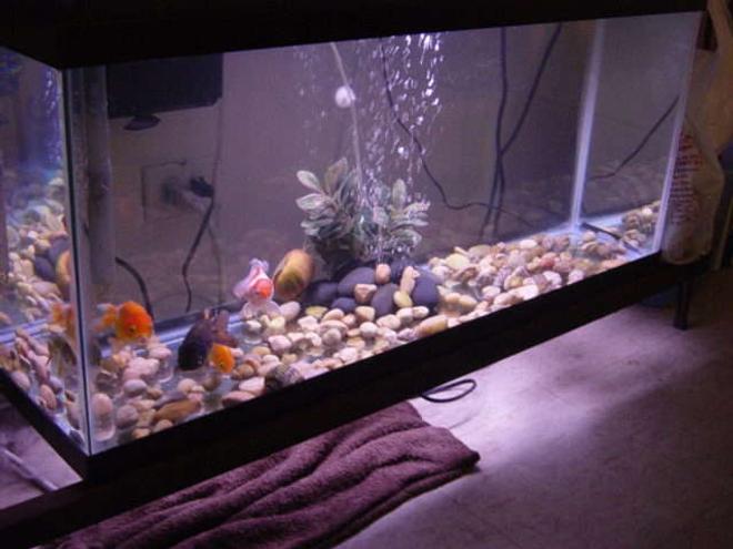 freshwater fish tank (mostly fish and non-living decorations) - 30 gallon All-Glass tank. Aquaclear 70 HOB filter. 36" strip light. Goldfish.