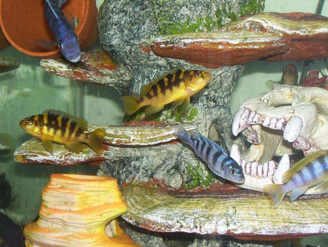 freshwater fish - pseudotropheus crabro - bumblebee cichlid stocking in 55 gallons tank - Two bumblebees my ice blue an male kenyis tale hanging out