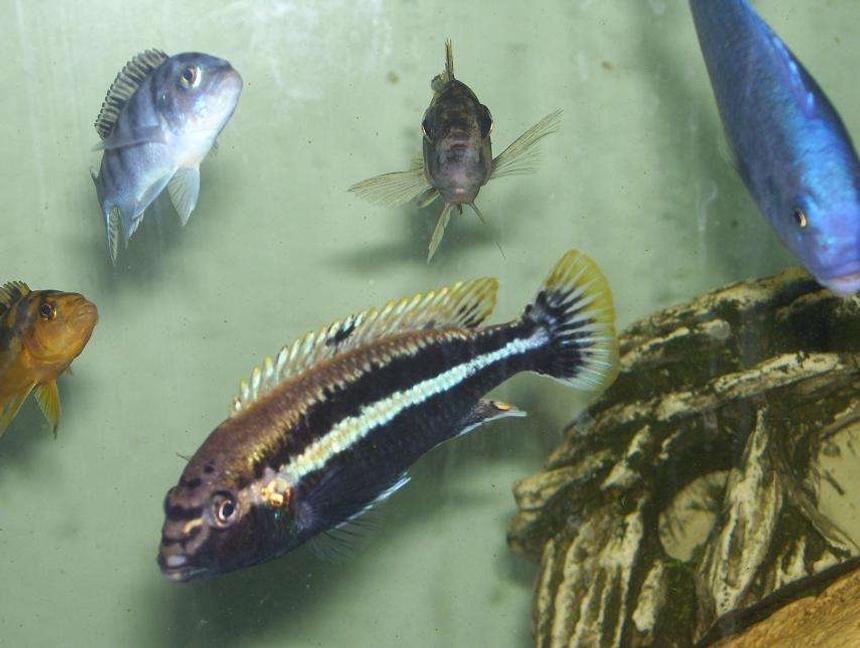 Rated #124: Freshwater Fish - Melanochromis Auratus - Auratus Stocking In 55 Gallons Tank - my male auratus with friends