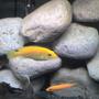 freshwater fish - labidochromis caeruleus - electric yellow cichlid stocking in 65 gallons tank - My yellow lab "taken off of phone"