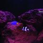 saltwater fish - chrysiptera parasema - yellowtail damselfish stocking in 150 gallons tank - Yellow Tail and 4 stripe damsels