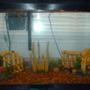 10 gallons freshwater fish tank (mostly fish and non-living decorations) - tiki theme with fish :]