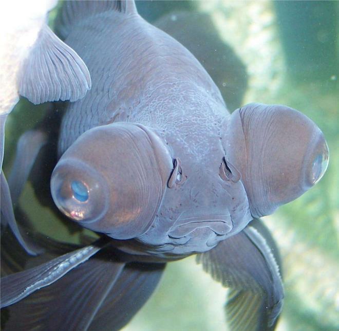 freshwater fish - carassius auratus - black moor goldfish stocking in 72 gallons tank - Goldfish, Black Moor