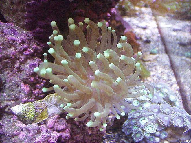 corals inverts - euphyllia glabrescens - torch coral stocking in 20 gallons tank - GREEN TORCH, TURQOISE PURPLE ZOANTHIDS P.R.