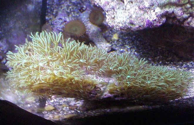 corals inverts - briareum sp. - starburst polyp stocking in 20 gallons tank - GREEN STAR CLAVULARIA BOTTOM BACK LEFT SIDE