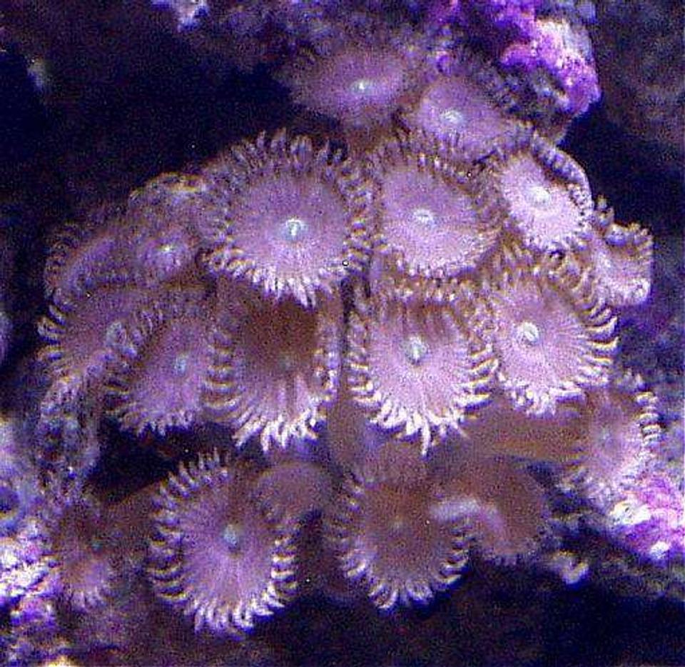 corals inverts - palythoa sp. - pink lemonade palys stocking in 20 gallons tank - PINK PALYTHOAS TOP RIGHT BEHIND ALVEOPORA CORAL