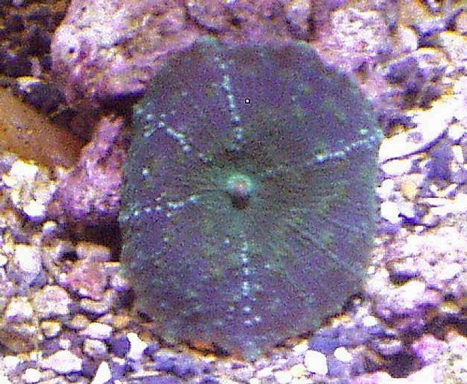 corals inverts - actinodiscus sp. - green fluorescent mushroom stocking in 20 gallons tank - RARE MUSHROOM BOTTOM