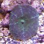 corals inverts - actinodiscus sp. - green fluorescent mushroom stocking in 20 gallons tank - RARE MUSHROOM BOTTOM