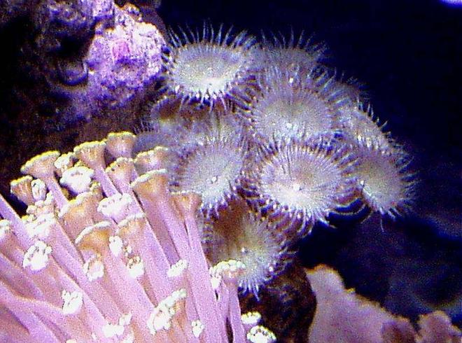 corals inverts - palythoa sp. - pink lemonade palys stocking in 20 gallons tank - RARE AVOCADO GREEN PALYTHOA WITH SKY BLUE TENTACLES, AND SOME LIGHT RED COLORS..