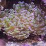 corals inverts - euphyllia paradivisa - frogspawn coral stocking in 20 gallons tank - 3 HEADS PURPLE TIP NEON GREEN FROG SPAWN CORAL BOTTOM CENTER PIECE