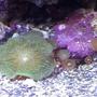 corals inverts - actinodiscus sp. - green fluorescent mushroom stocking in 20 gallons tank - COLORFUL RARE MUSHROOM WITH ORANGE/YELLOW EYE ZOANTHIDS AT THE BOTTOM....