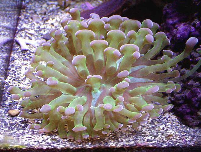 corals inverts - euphyllia paranchora - hammer / anchor coral, branching stocking in 20 gallons tank - BRANCHING PURPLE/NEON GREEN HAMMER CORAL. BOTTOM RT SIDE CORNER