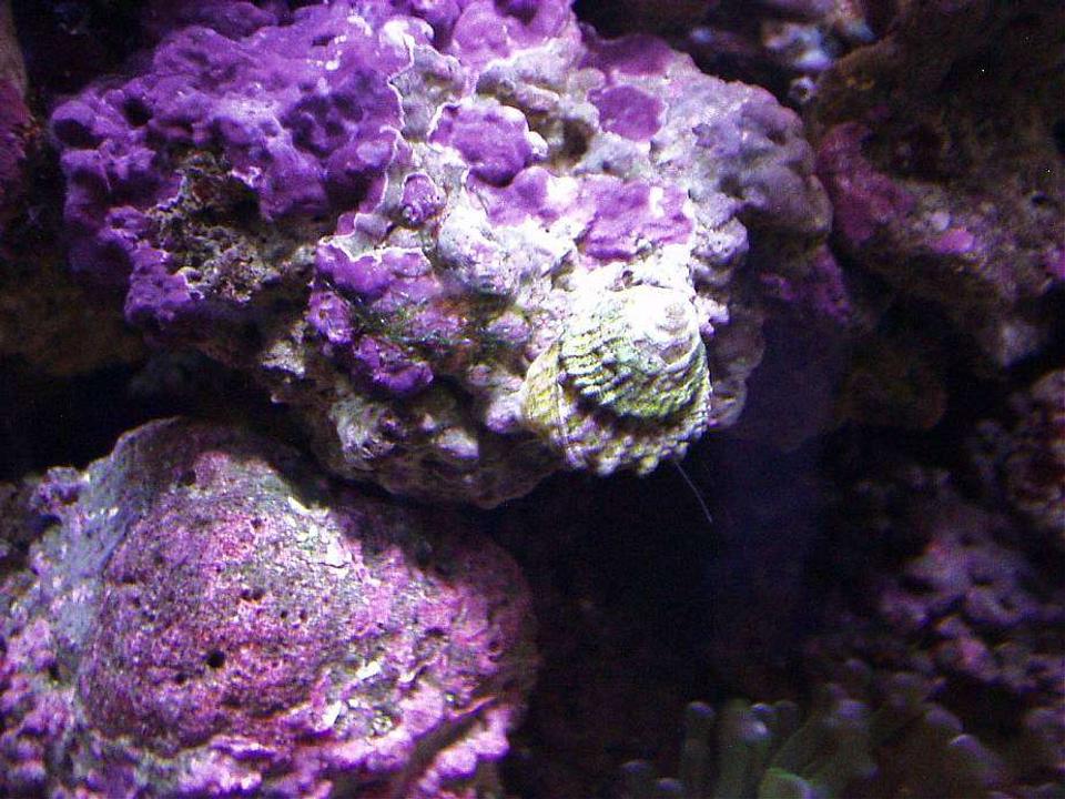 corals inverts - astraea tecta - astraea turbo snail stocking in 20 gallons tank - PURPLE PINK CORALINE ALGA AND ASTREA SNAIL AT WORK...
