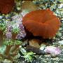 corals inverts - actinodiscus sp. - red mushroom stocking in 20 gallons tank - PYSCHO RED MUSHROOM WITH BABY GONIOPORA SP. BOTTOM