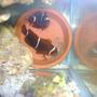 saltwater fish - premnas biaculeatus - maroon clownfish stocking in 29 gallons tank - maroon clown breeding