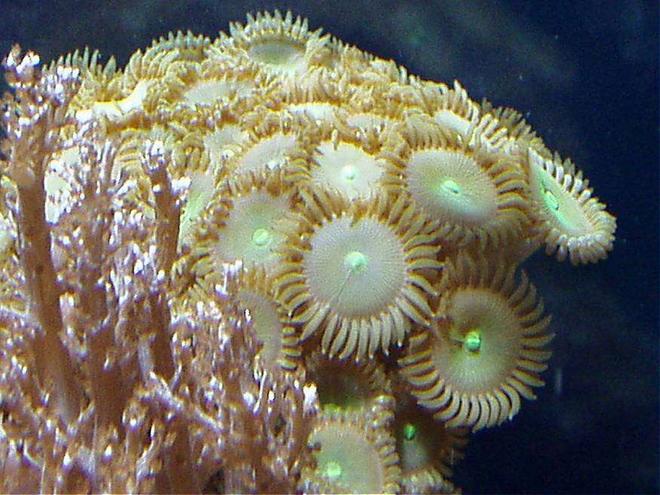 corals inverts - zoanthus sp. - colony polyp stocking in 20 gallons tank - ORANGE LIME GREEN PALYTHOAS (HUGE NIGKLE SIZES) TOP RIGHT BACK