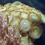 corals inverts - zoanthus sp. - colony polyp stocking in 20 gallons tank - ORANGE LIME GREEN PALYTHOAS (HUGE NIGKLE SIZES) TOP RIGHT BACK