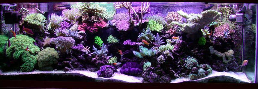 Rated #5: Fish Tank Picture - 180 gallon sps/hardcoral reef tank. Modifed berlin setup, LR/LS.
