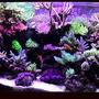 fish tank picture - 180 gallon sps/hardcoral reef tank. Modifed berlin setup, LR/LS.