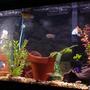 101 gallons freshwater fish tank (mostly fish and non-living decorations) - 52