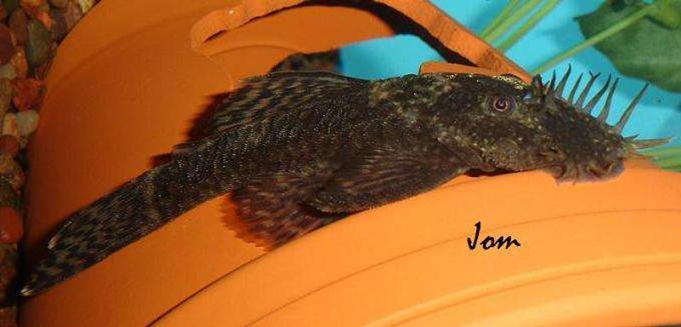freshwater fish - ancistrus sp. - bushy nose pleco stocking in 101 gallons tank - Ancistrus