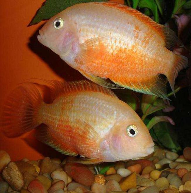 freshwater fish - heros serverus - gold severum stocking in 101 gallons tank - Female Cons