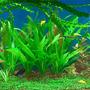 50 gallons planted tank (mostly live plants and fish) - 50 gallons planted community tank