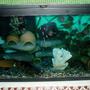 70 gallons freshwater fish tank (mostly fish and non-living decorations) - cichlides malawi