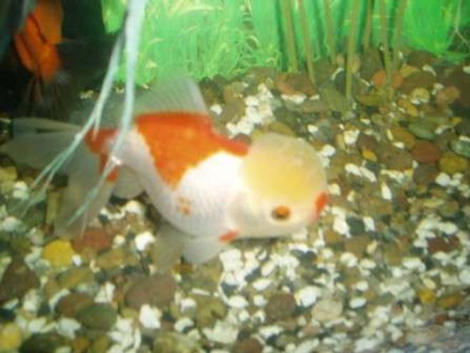 freshwater fish - carassius auratus - oranda goldfish stocking in 70 gallons tank - tete de lion