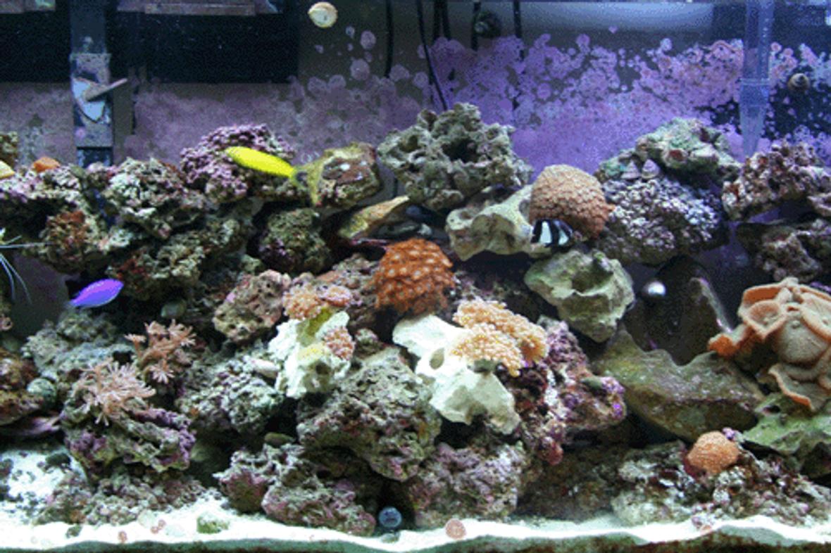 55 gallons reef tank (mostly live coral and fish) - Tank Shot