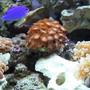 corals inverts - zoanthus sp. - colony polyp stocking in 55 gallons tank - Corals