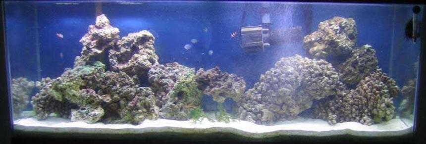 Rated #33: 55 Gallons Saltwater Fish Tank - March 18, 2007