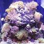 20 gallons reef tank (mostly live coral and fish) - HERE I AM..MARISOL. ANOTHER PIC OF MYSELF, THE 20 GAL EXTRA HIGH