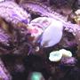 corals inverts - trochus sp. - banded trochus snail stocking in 20 gallons tank - MY 2 YEAR OLD TROCHUS SNAIL