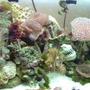 corals inverts - euphyllia paradivisa - frogspawn coral stocking in 55 gallons tank - Coral setup on 55 gal