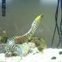 saltwater fish - gymnothorax fimbriatus - fimbriated eel stocking in 55 gallons tank - Fimbriated eel