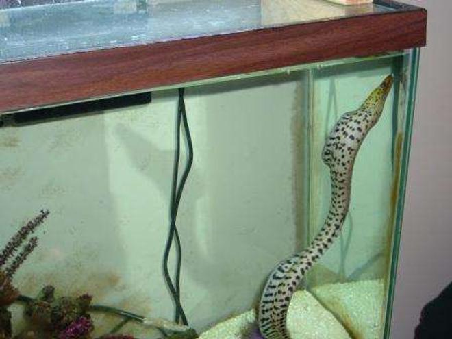 saltwater fish - gymnothorax fimbriatus - fimbriated eel stocking in 55 gallons tank - Eel in 55 gal