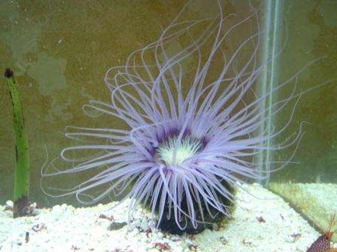 corals inverts - cerianthus membranacea - tube anemone stocking in 55 gallons tank - Tube anemone again