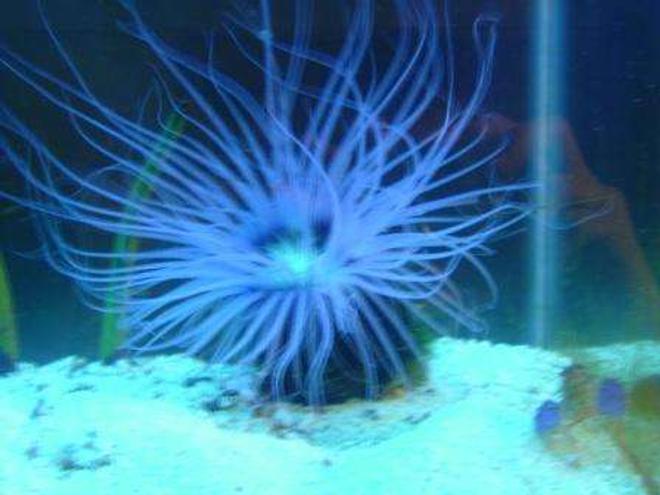 corals inverts - cerianthus membranacea - tube anemone stocking in 55 gallons tank - With the Itinics