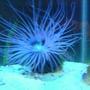 corals inverts - cerianthus membranacea - tube anemone stocking in 55 gallons tank - With the Itinics