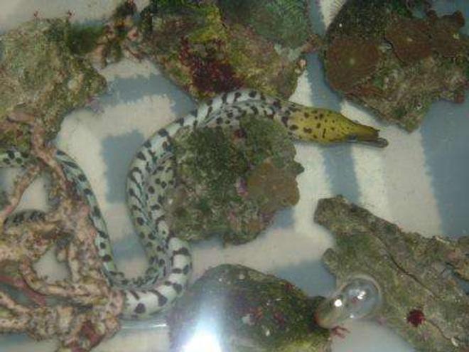 saltwater fish - corythoichthys sp. - dragonface pipefish stocking in 55 gallons tank - Eel during move