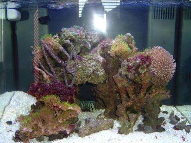 55 gallons reef tank (mostly live coral and fish) - Right after the switch from 55 to 29 gal