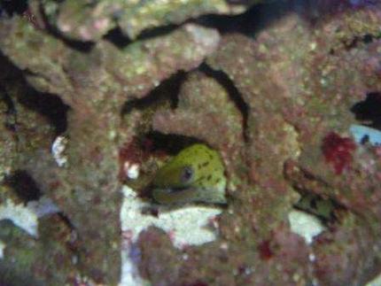 saltwater fish - gymnothorax fimbriatus - fimbriated eel stocking in 55 gallons tank - peek a boo