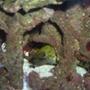 saltwater fish - gymnothorax fimbriatus - fimbriated eel stocking in 55 gallons tank - peek a boo