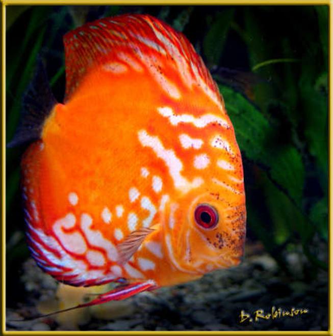freshwater fish - symphysodon sp. - red marlboro discus stocking in 180 gallons tank - Adult Marlboro Red Discus