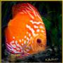 freshwater fish - symphysodon sp. - red marlboro discus stocking in 180 gallons tank - Adult Marlboro Red Discus
