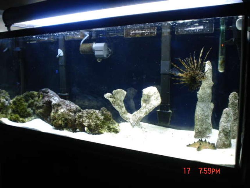 Rated #40: 55 Gallons Saltwater Fish Tank - 55 gallon FOWLR