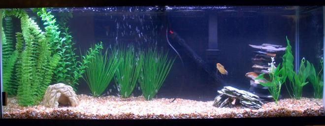 55 gallons freshwater fish tank (mostly fish and non-living decorations) - Here is my tank