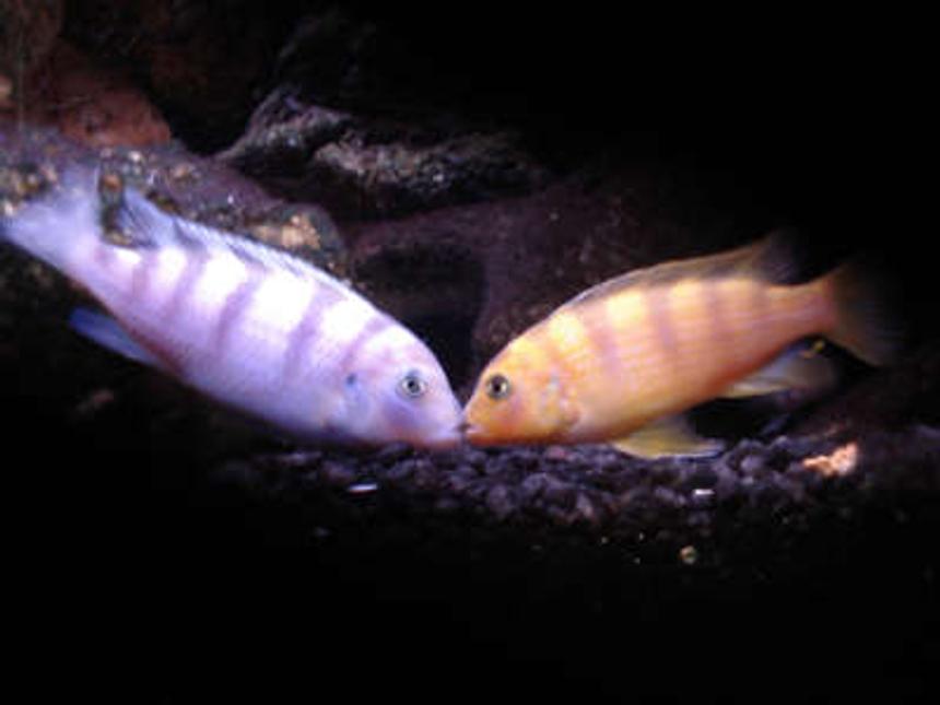 Rated #95: Freshwater Fish - Metriaclima Lombardoi - Kenyi Cichlid Stocking In 55 Gallons Tank - And then there were babies.......