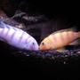 freshwater fish - metriaclima lombardoi - kenyi cichlid stocking in 55 gallons tank - And then there were babies.......